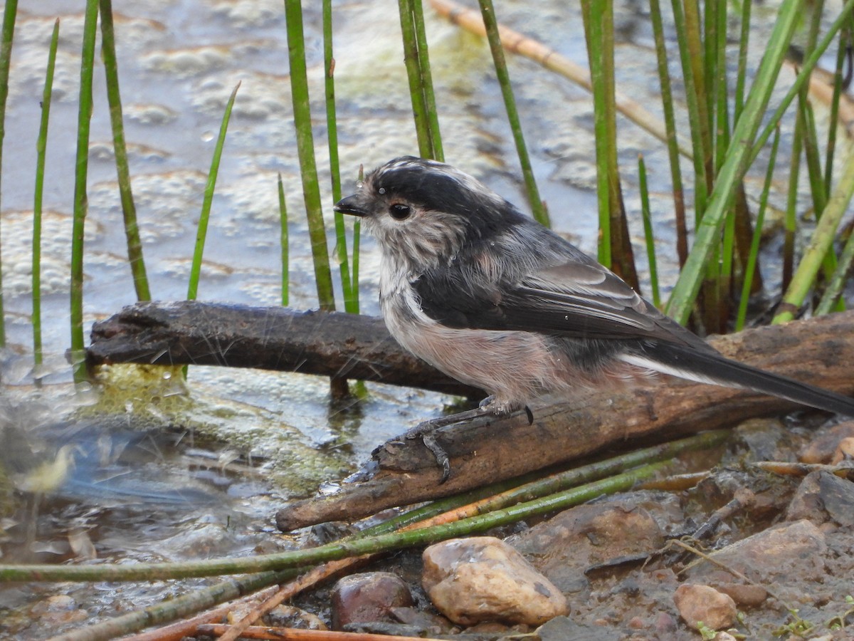 Orite à longue queue - ML640037188