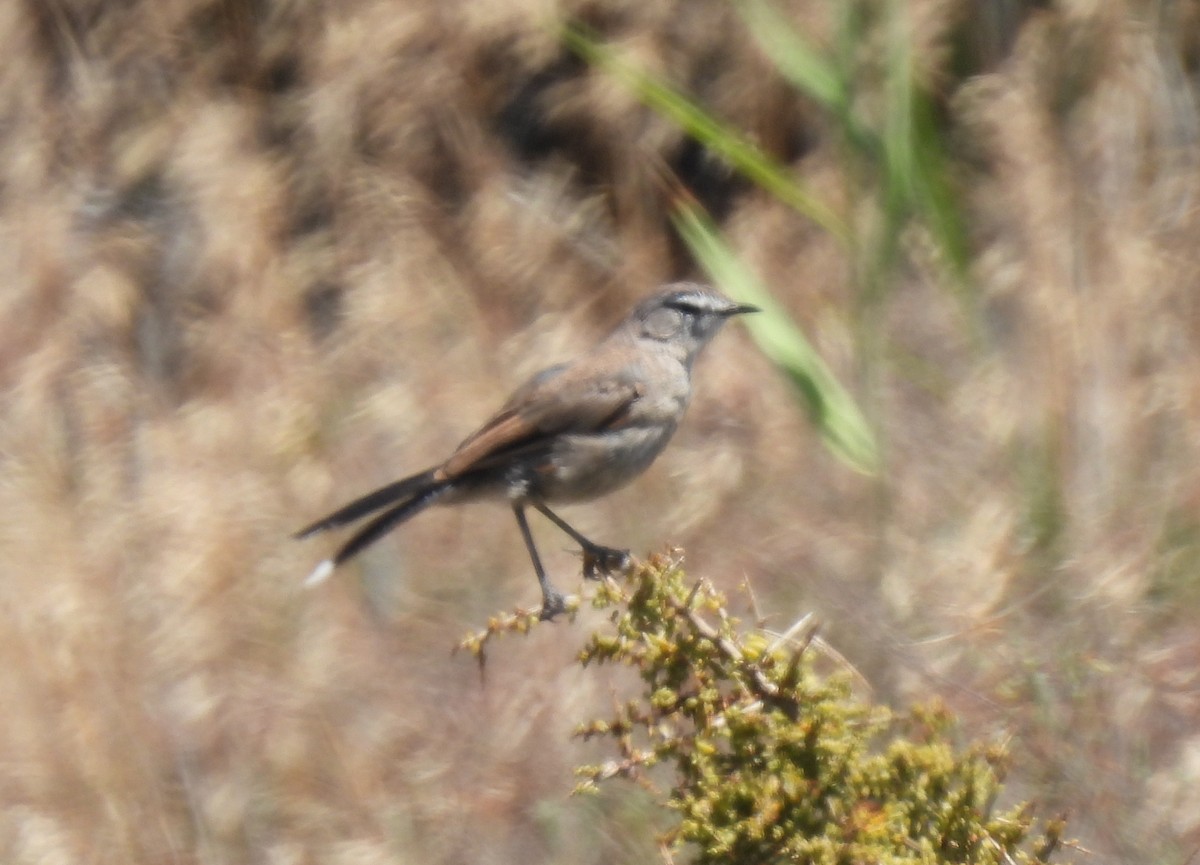 Karoo Scrub-Robin - ML640037206