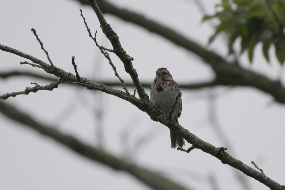 Song Sparrow - ML640037224