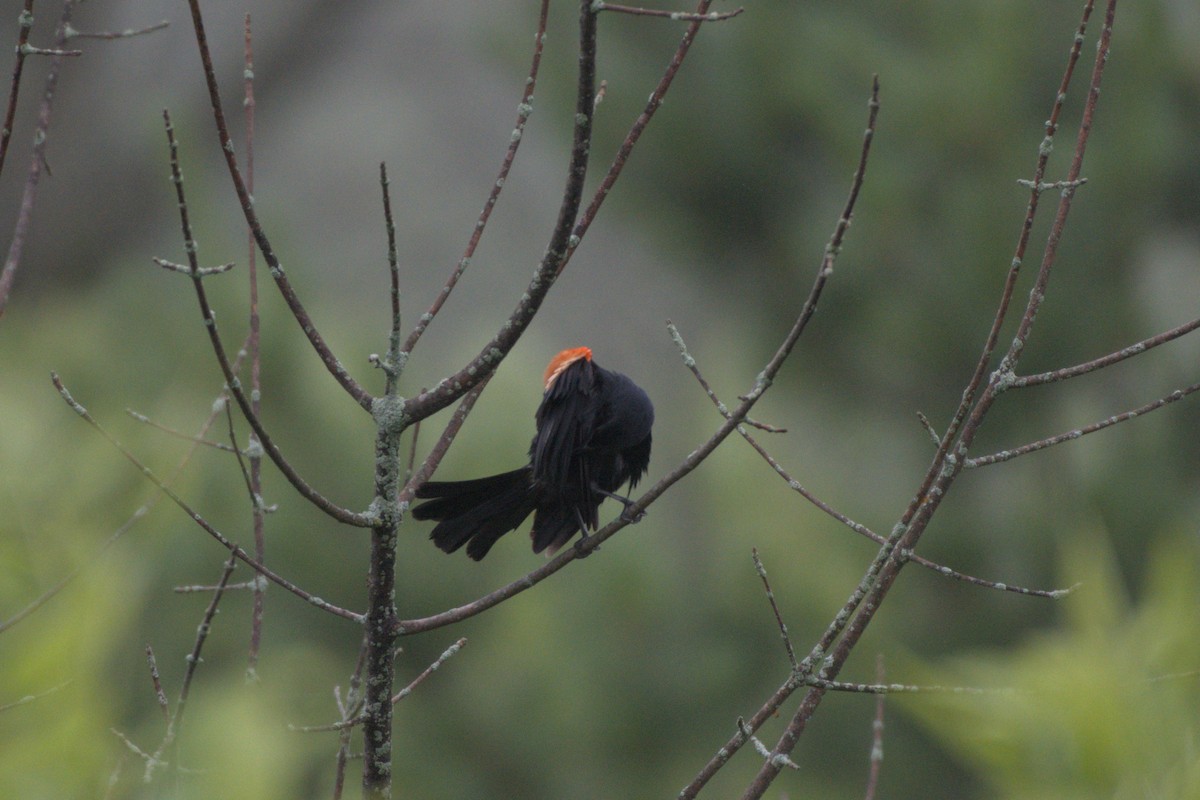 Red-winged Blackbird - ML640037228