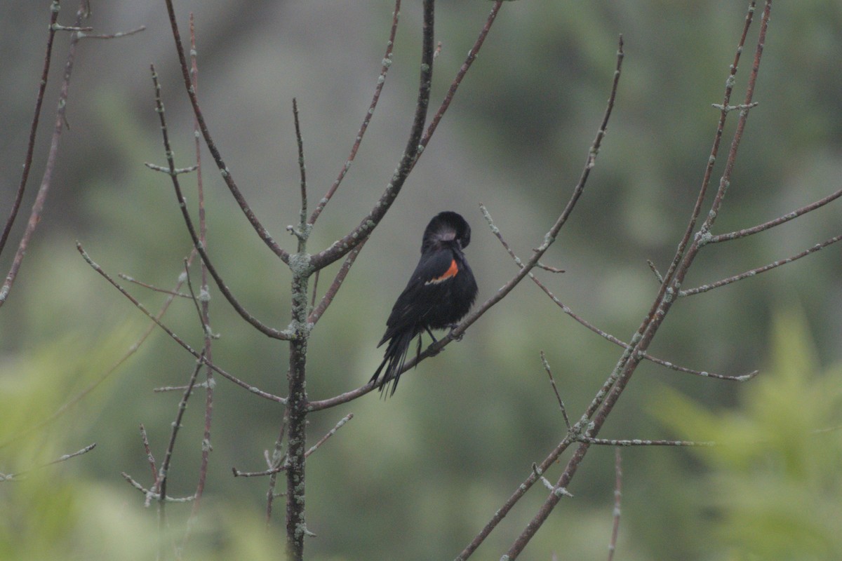 Red-winged Blackbird - ML640037229