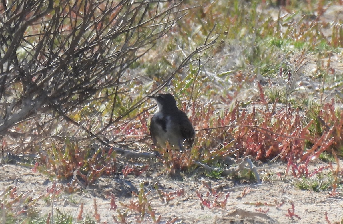 Cape Wagtail - ML640037238