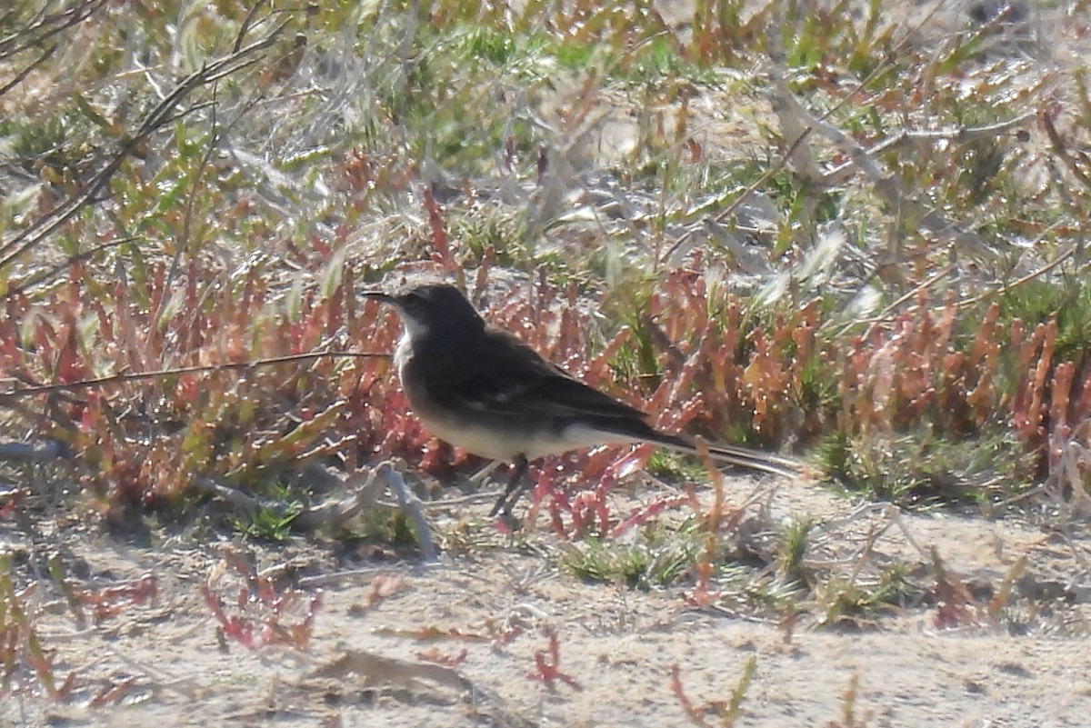 Cape Wagtail - ML640037239