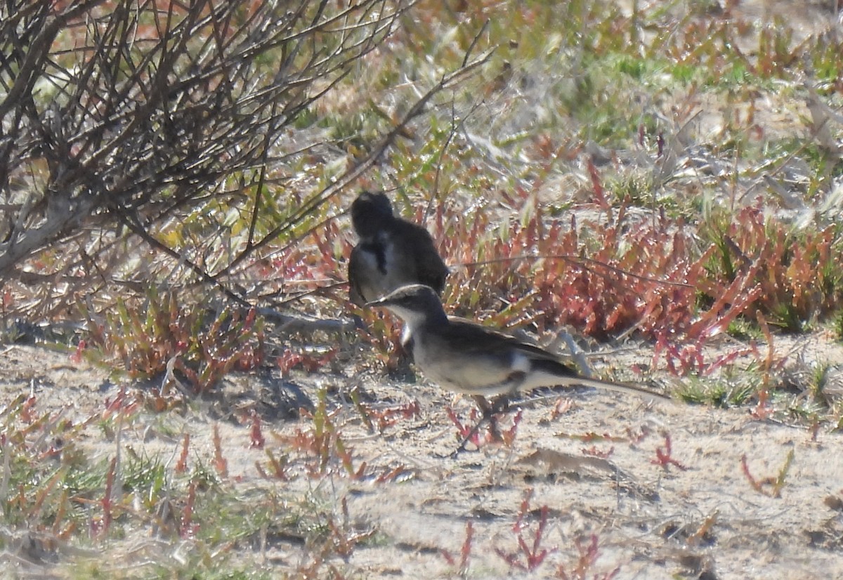 Cape Wagtail - ML640037240