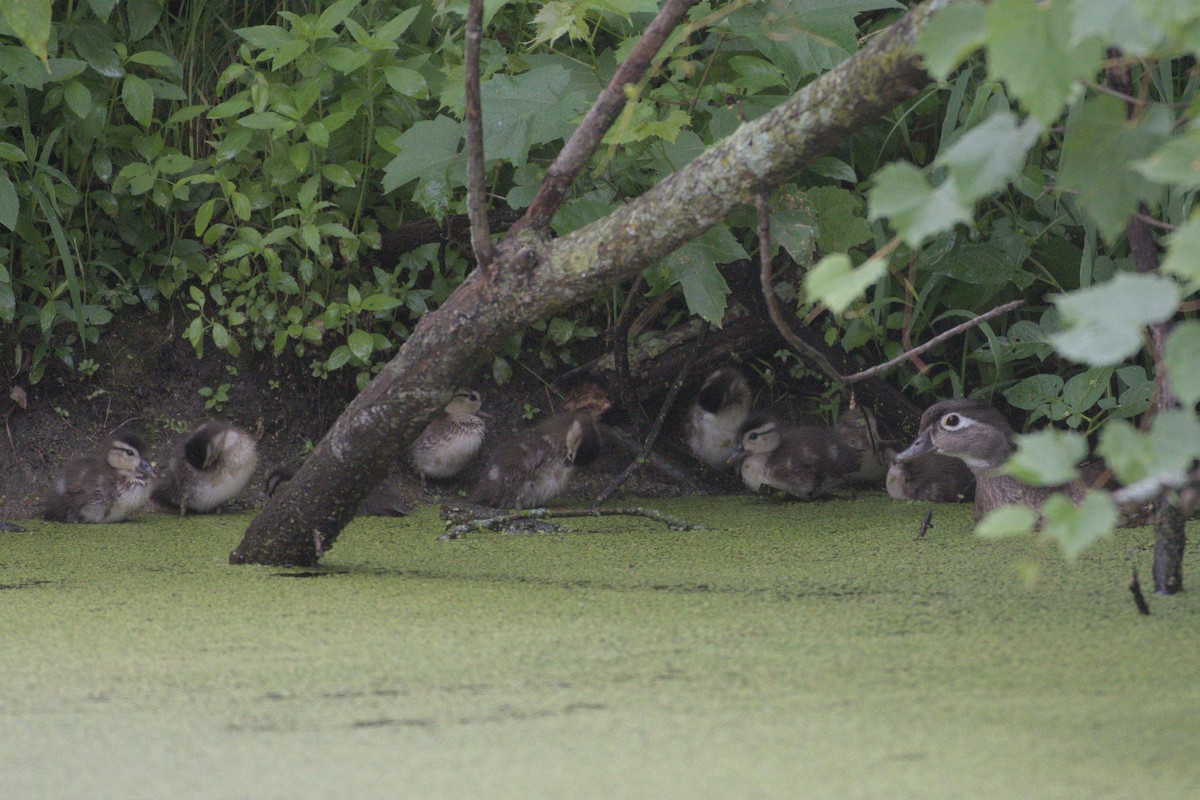 Wood Duck - ML640037257