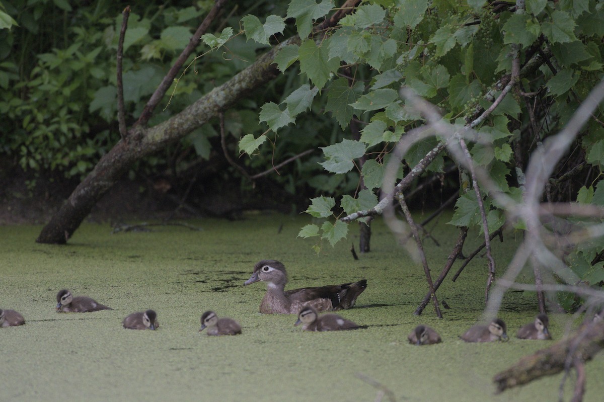 Wood Duck - ML640037265