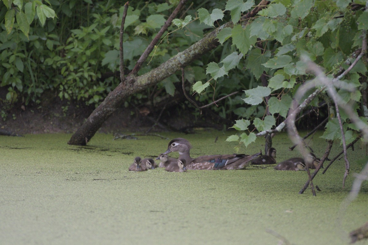 Wood Duck - ML640037294