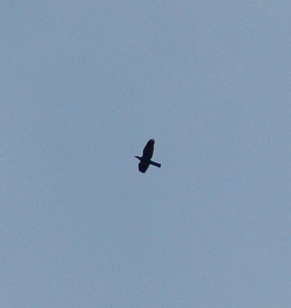 Plain Pigeon - ML640037303