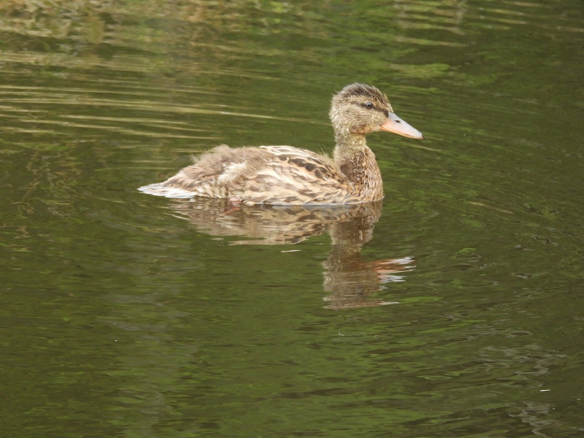 Mallard - ML640037335
