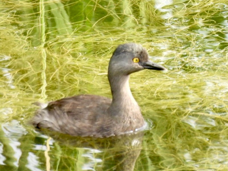 Least Grebe - ML640037447