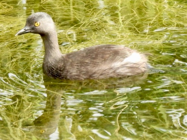 Least Grebe - ML640037448