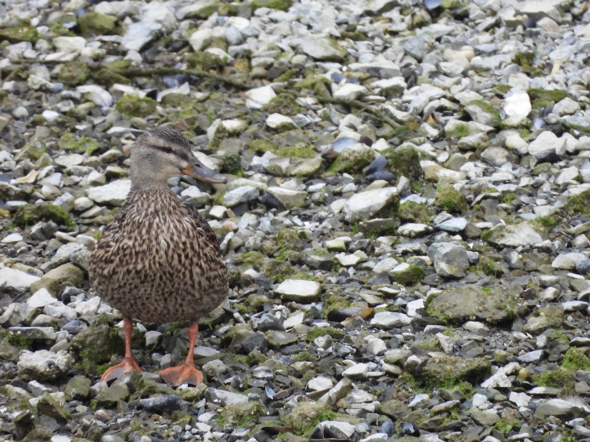 Mallard - ML640037505