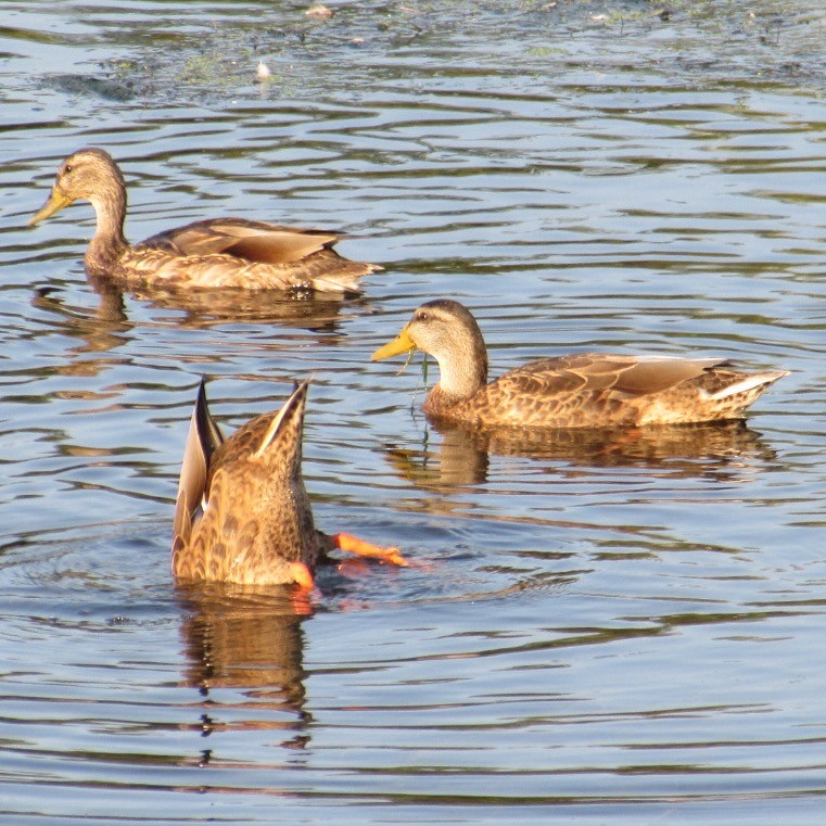 Mallard - ML640037510