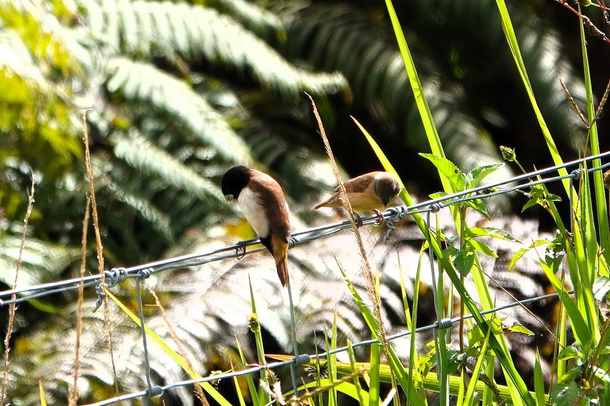 Hooded Munia - ML640037543