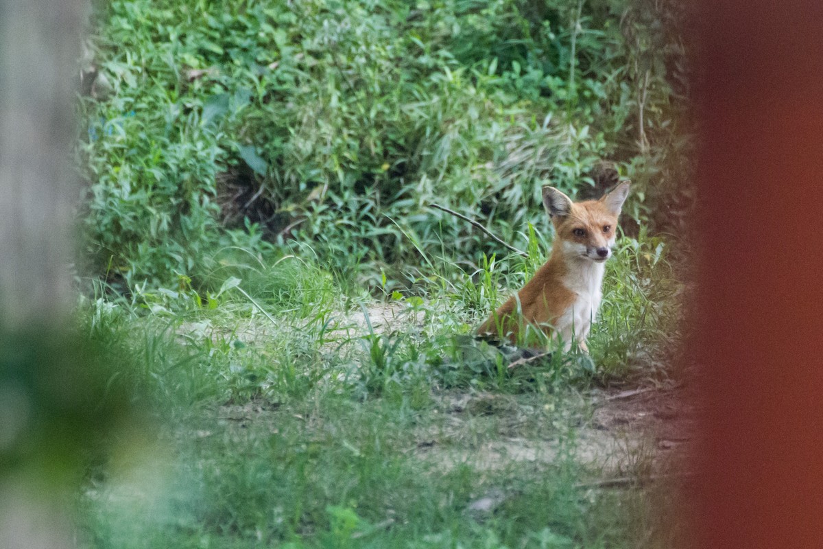 Red Fox - ML640037678