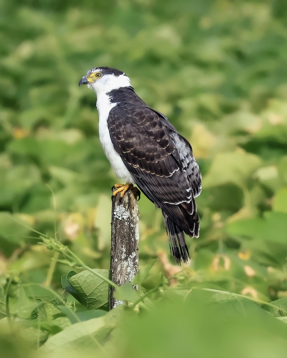 Hook-billed Kite - ML640037798