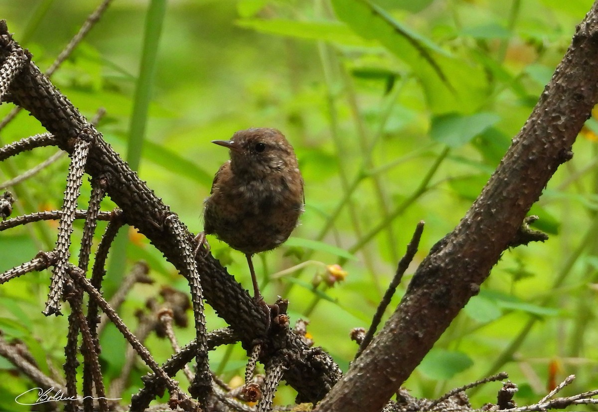 Winter Wren - ML640037899