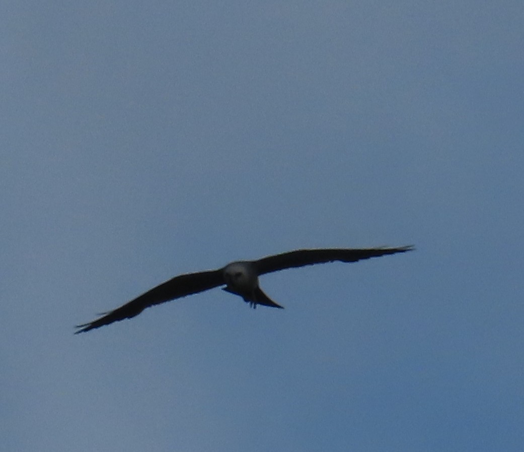 ミシシッピートビ - ML640037947