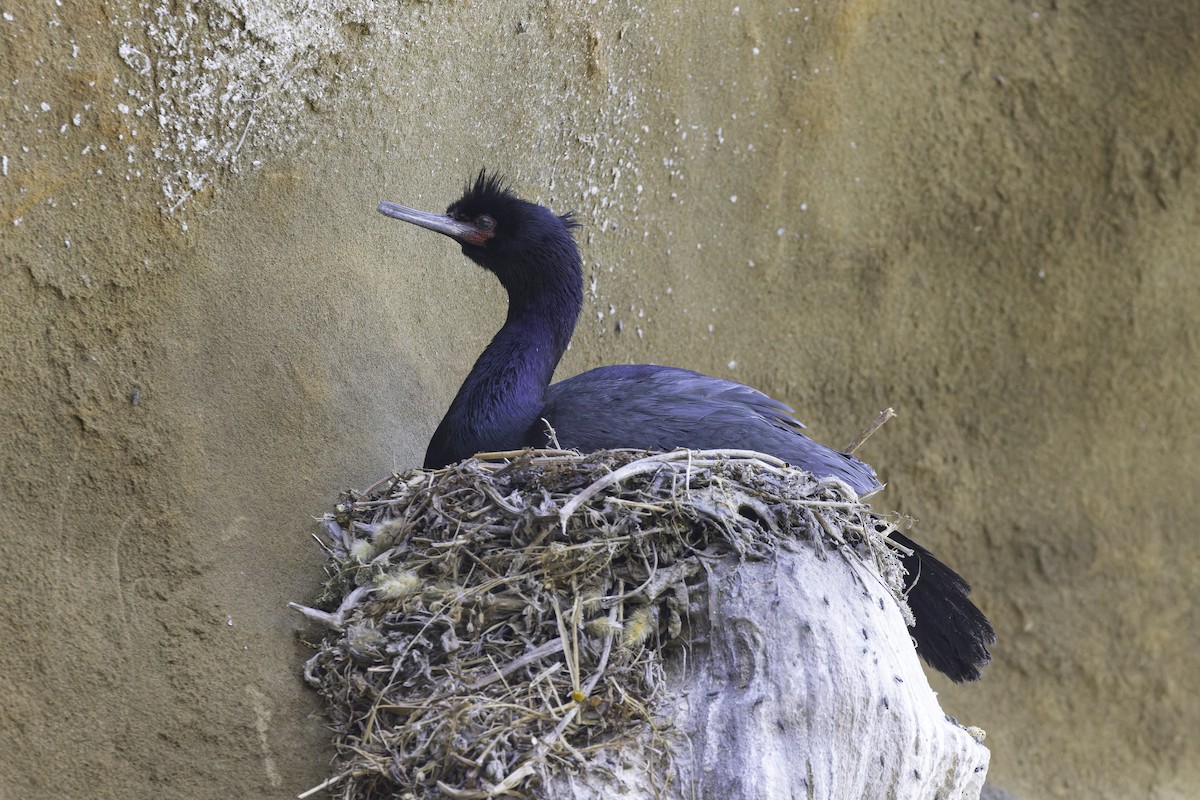 Cormoran pélagique - ML640037976