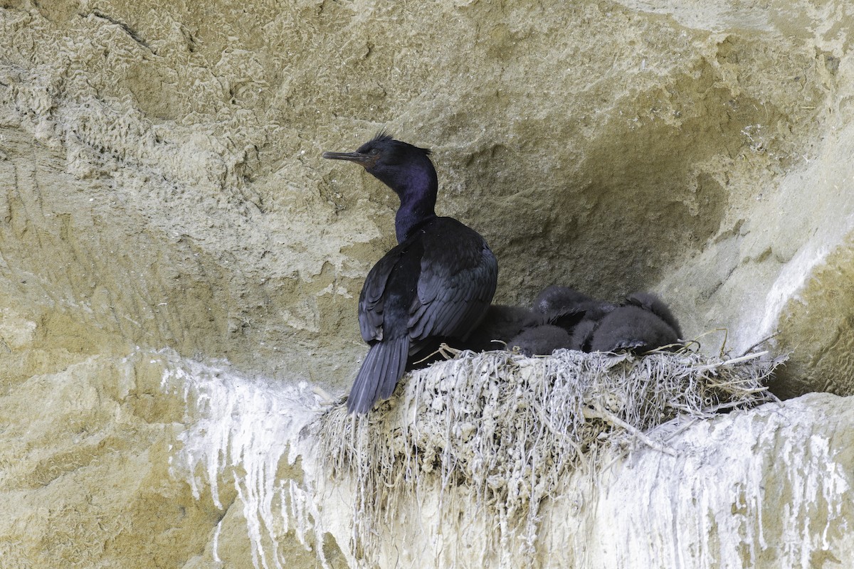 Cormoran pélagique - ML640037996