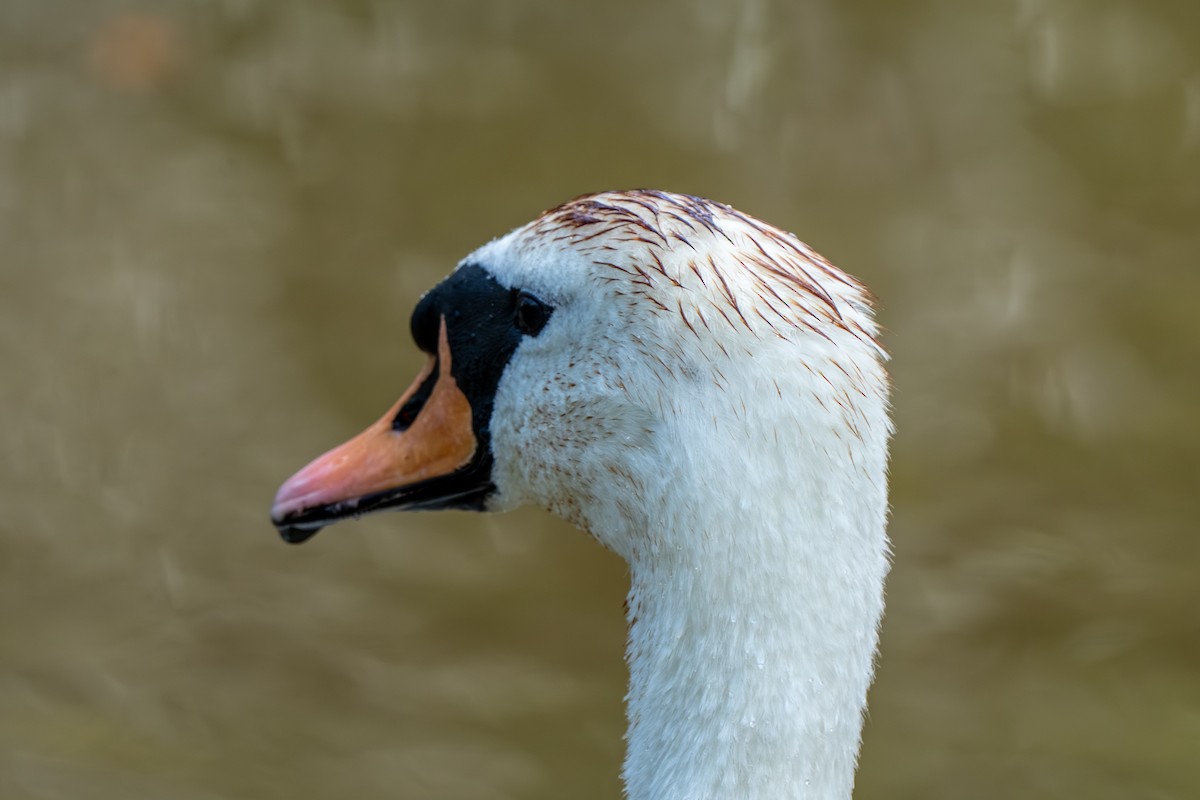 Höckerschwan - ML640038022
