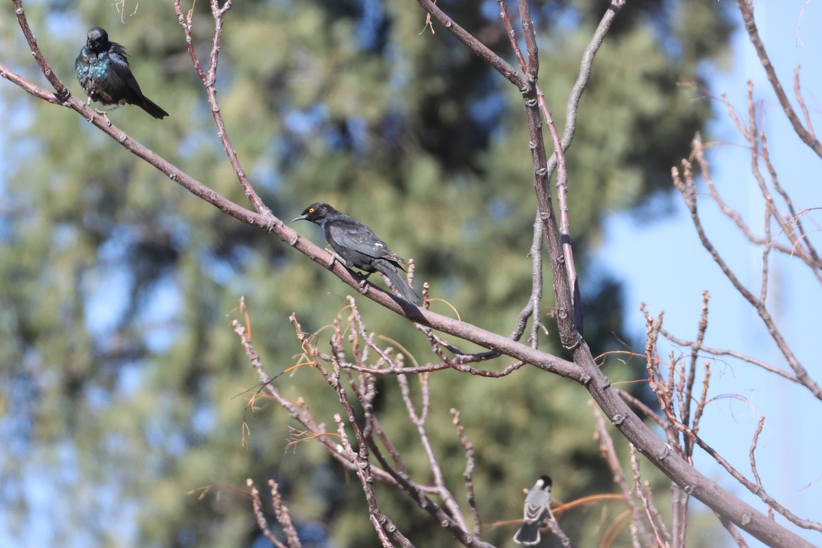 Pale-winged Starling - ML640038038