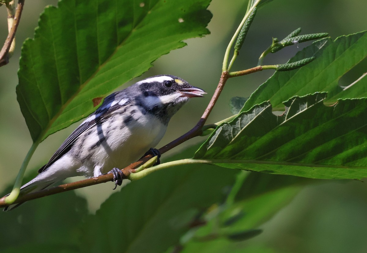 Black-throated Gray Warbler - ML640038040