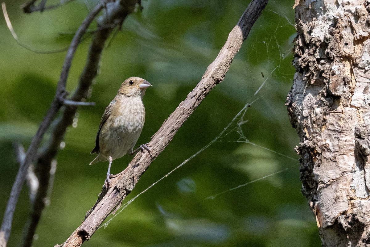 Indigo Bunting - ML640038177