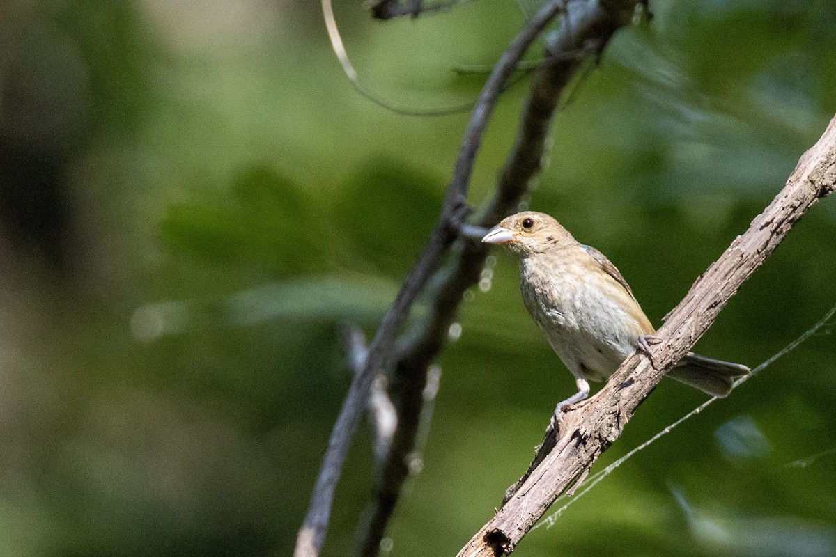 Indigo Bunting - ML640038178
