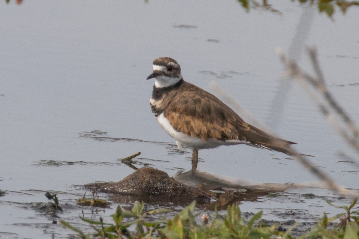 Killdeer - ML640038267