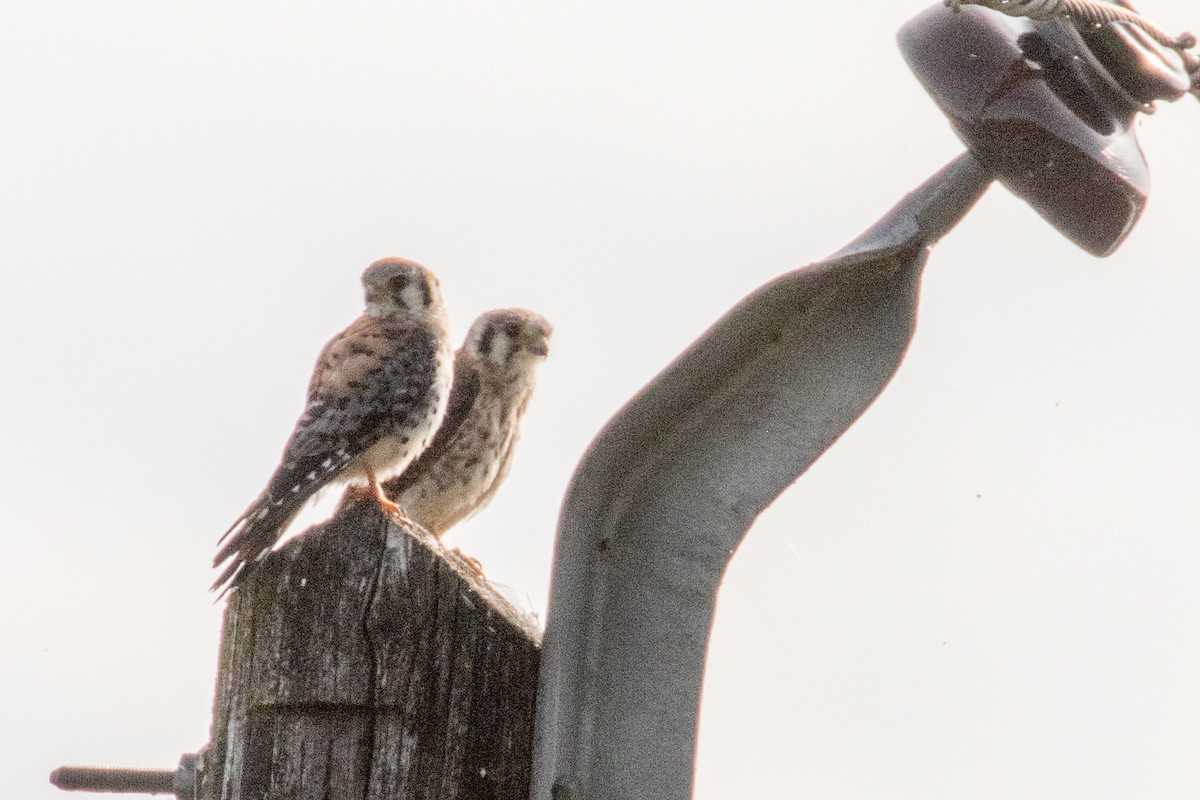American Kestrel - ML640038284