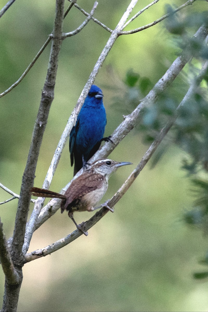 Indigo Bunting - ML640038285