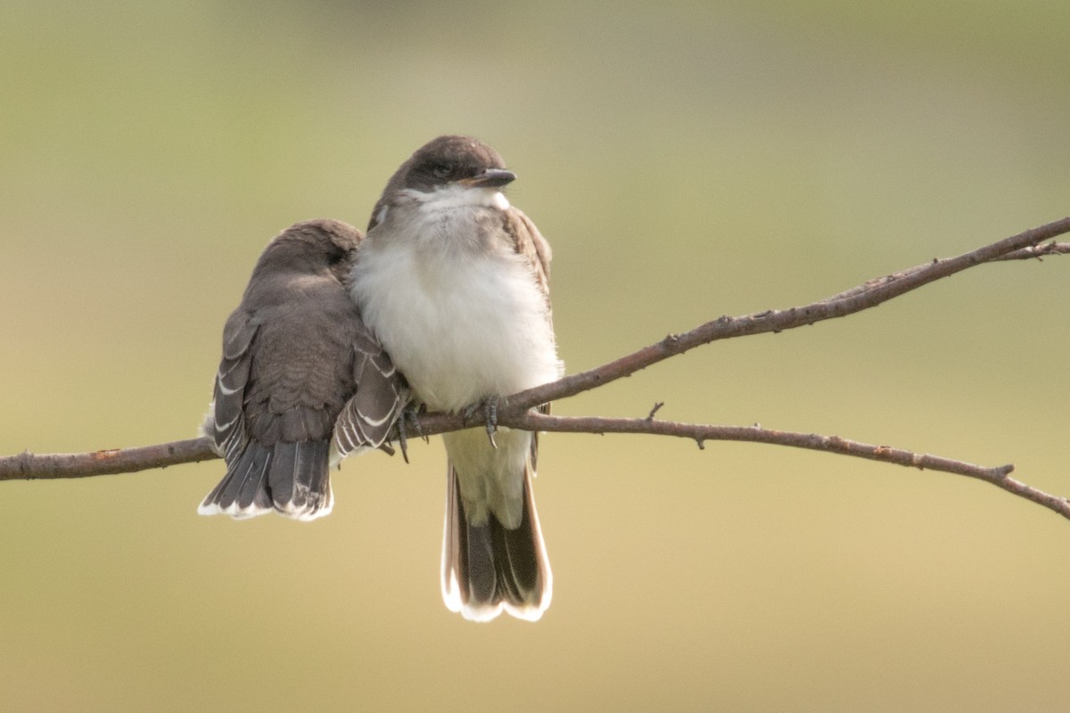Eastern Kingbird - ML640038303