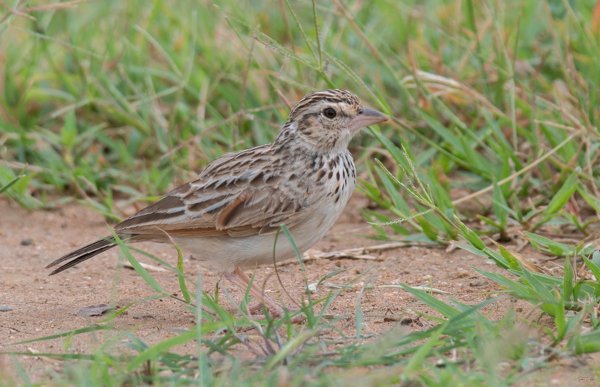 Indian Bushlark - ML640038304