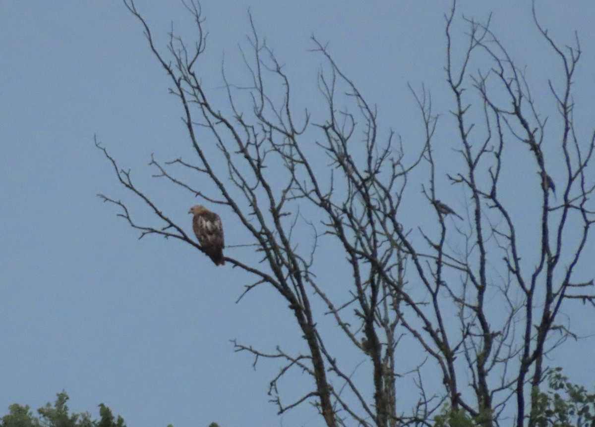 Red-tailed Hawk - ML640038310
