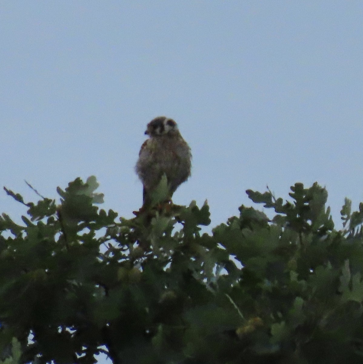 American Kestrel - ML640038324