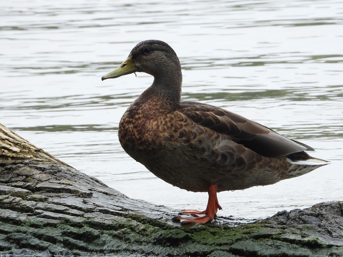Mallard - ML640038359
