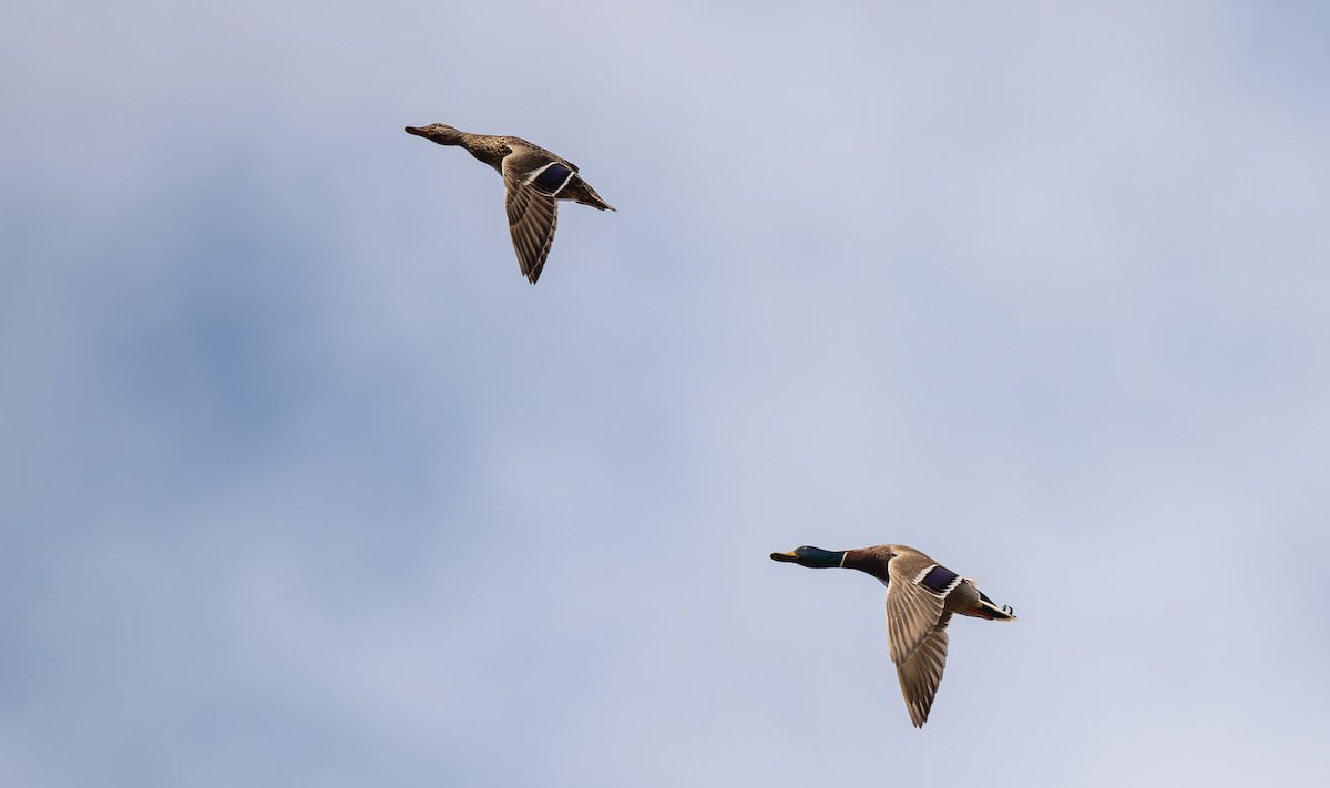 Mallard - ML640038432