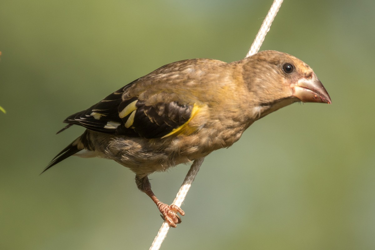 Evening Grosbeak - ML640038459