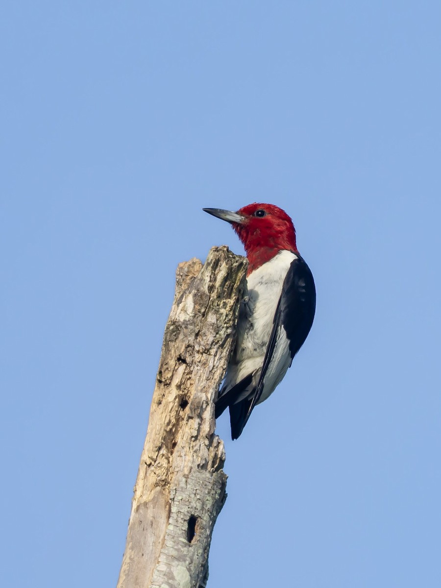 Red-headed Woodpecker - ML640038512