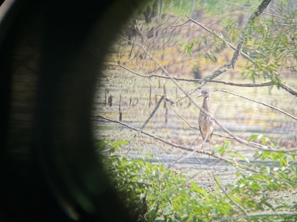 Yellow-crowned Night Heron - ML640038572