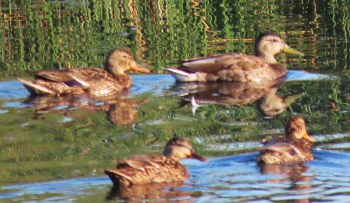 Mallard - ML640038601