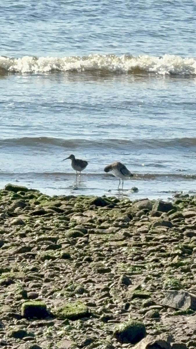 Willet - ML640038621