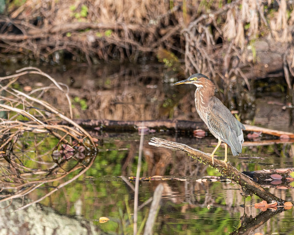 Green Heron - ML640038642