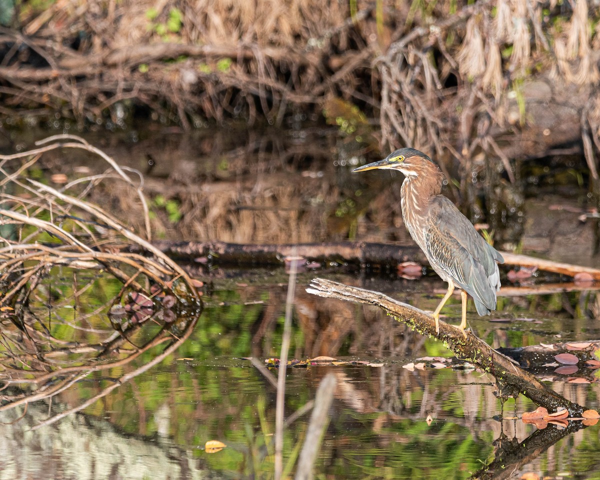 Green Heron - ML640038643