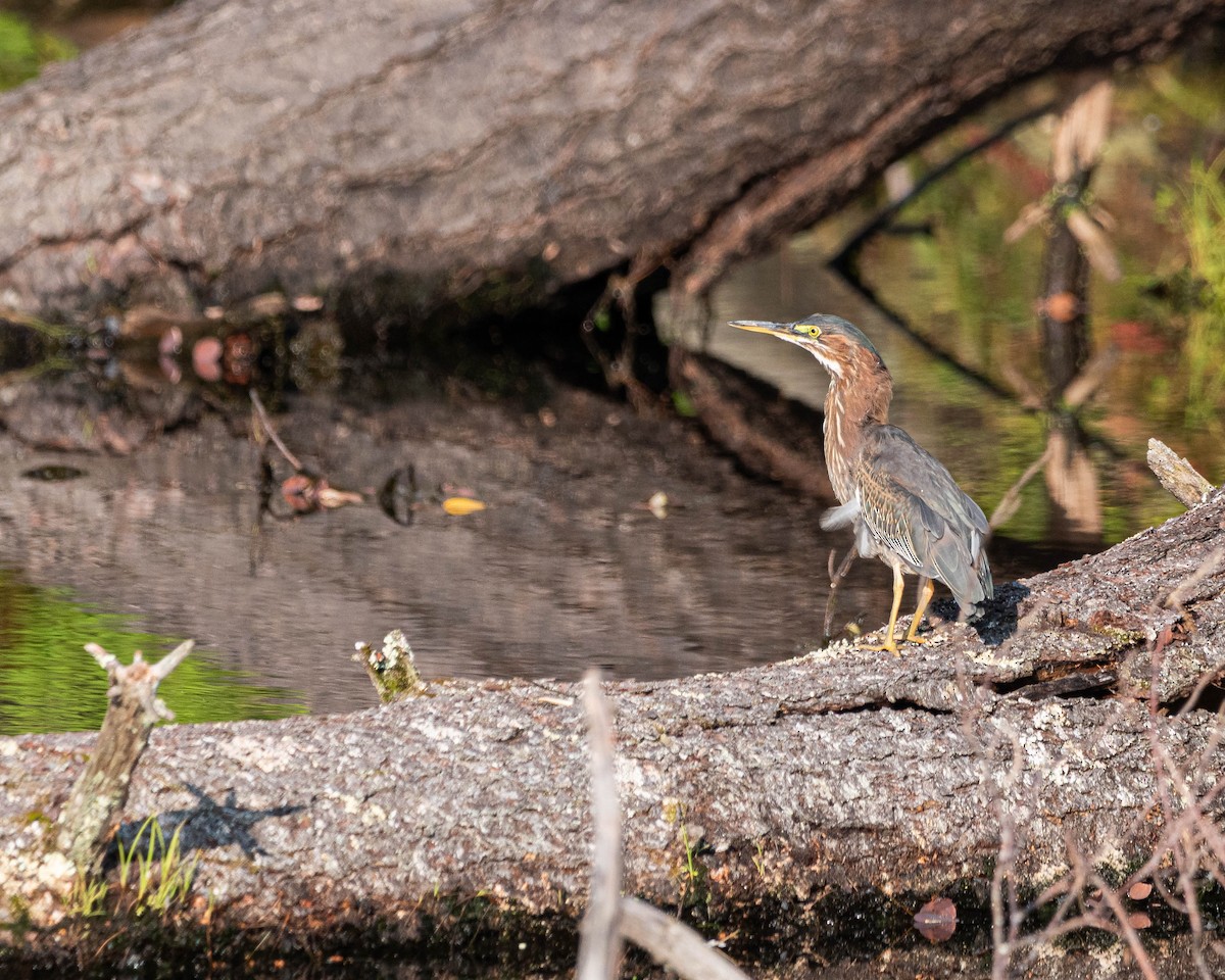 Green Heron - ML640038644