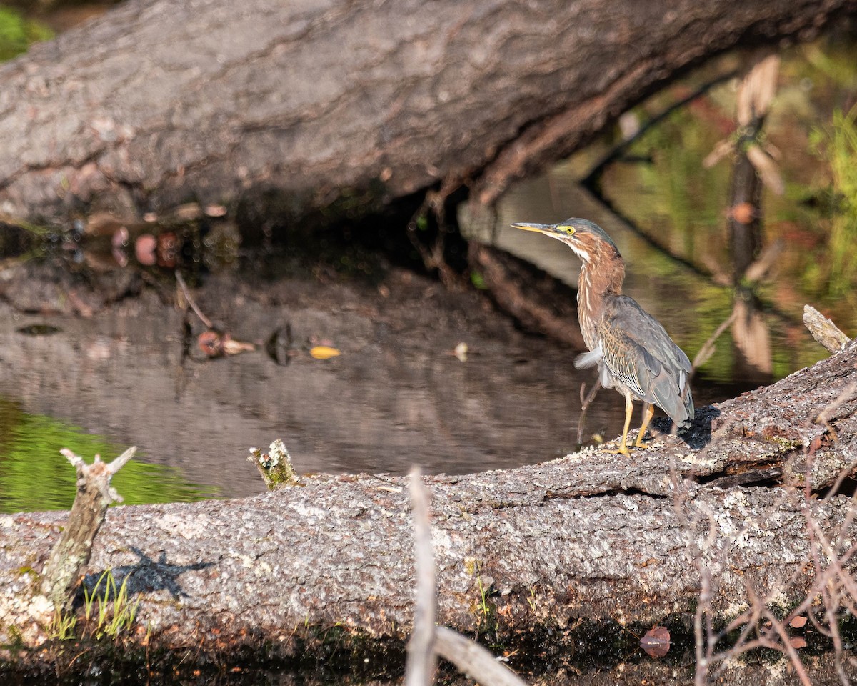 Green Heron - ML640038645