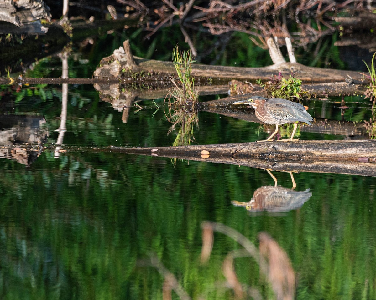 Green Heron - ML640038646