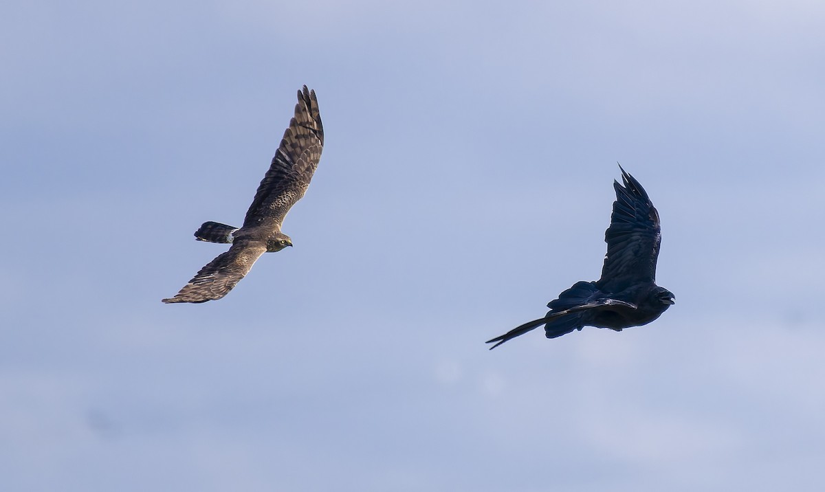 Montagu's Harrier - ML640038652