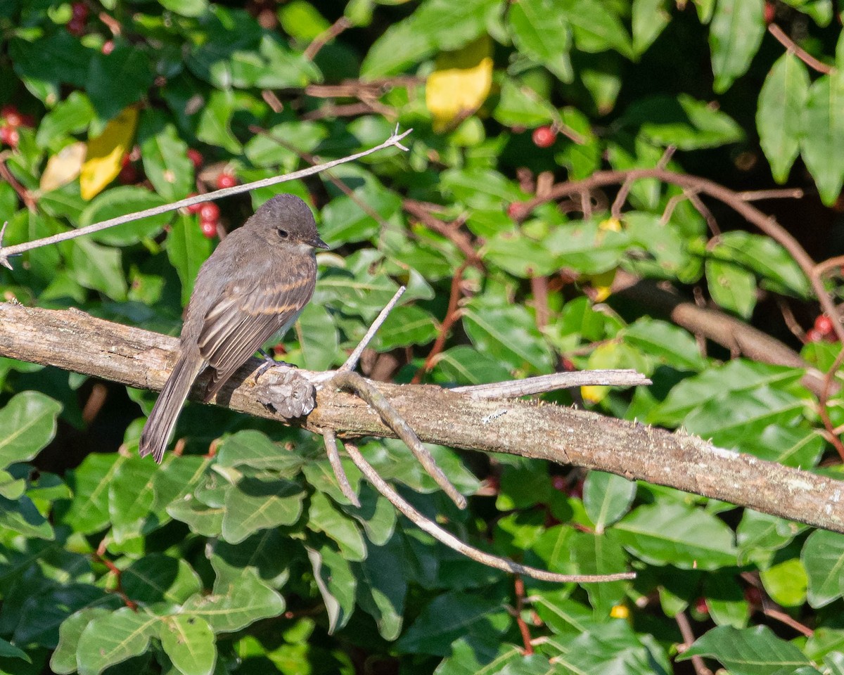 Eastern Phoebe - ML640038657